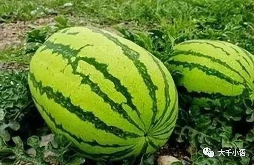 吃瓜在哪里看,各大平台瓜源汇总